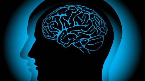 Ученые раскрыли тайну появления мозга у человека