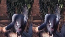   .   / World Natural Heritage: Bird Park (2011) 3D (HSBS) / HDTV (1080i)