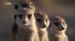 Клан сурикатов / Clan of the meerkat (2010) HDTVRip