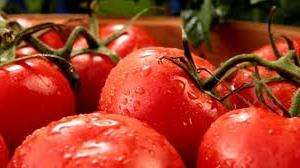 Какие сорта томатов подойдут для поликарбонатных теплиц