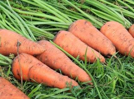 Когда убирать морковь и свеклу