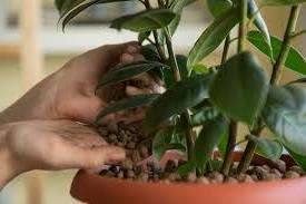 Какие удобрения для комнатных растений лучше использовать дома