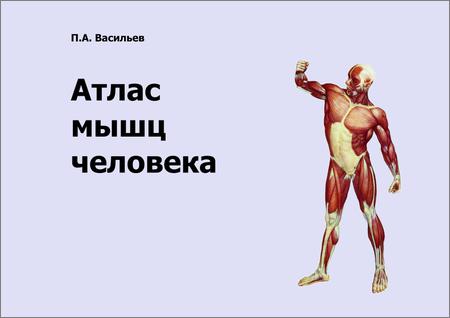 Атлас мышц человека