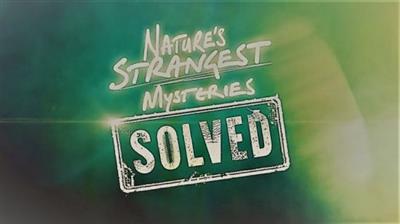 LLC - Natures Strangest Mysteries Solved Series 1 Part 21 Bug Mathematician (2019) 720p HDTV x264 AAC MVGroup