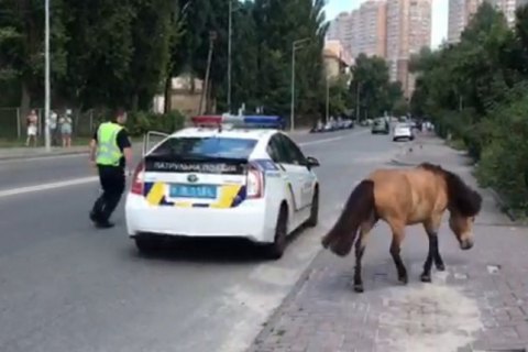 В Киеве патрульные изловили сбежавшего пони(освежено)