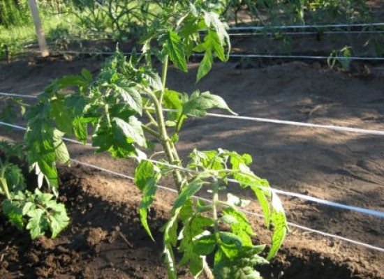 выращивании помидоров