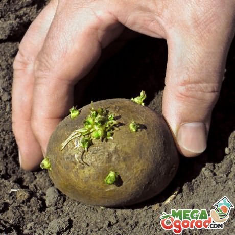 посадить картофель