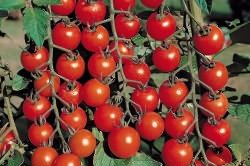 посадки томатов