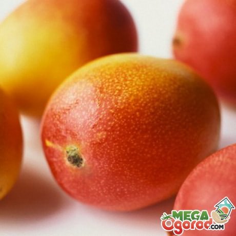 выращивания манго