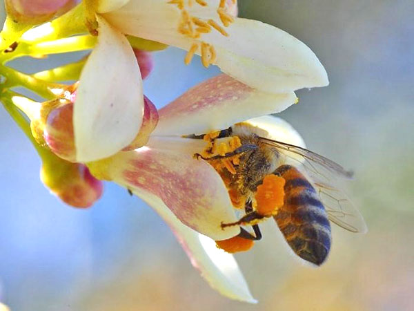 пчелиный