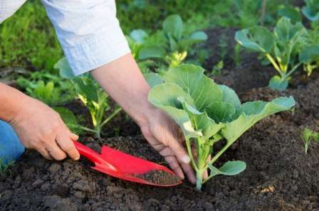 Как вырастить рассаду капусты в домашних условиях пошаговая инструкция
