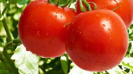 Cорта томатов, устойчивых к фитофторозу для теплиц