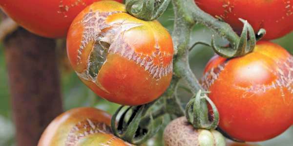 Заболевания томатов в теплицах их лечение и способы профилактики