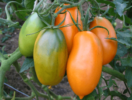 Какие семена томатов самые лучшие для открытого грунта