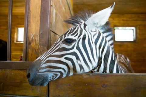 Из харьковского зоопарка сбежала зебра