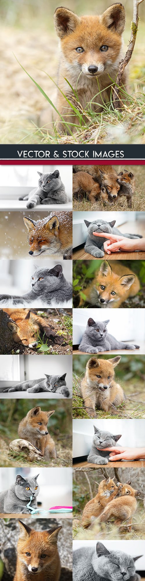 Grey British kitten and red fox with foxes