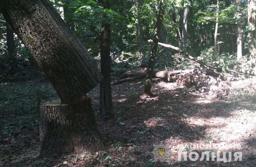 Вісті з Полтави - У Миргородському районі невідомі беззаконно вирубали 11 дубів