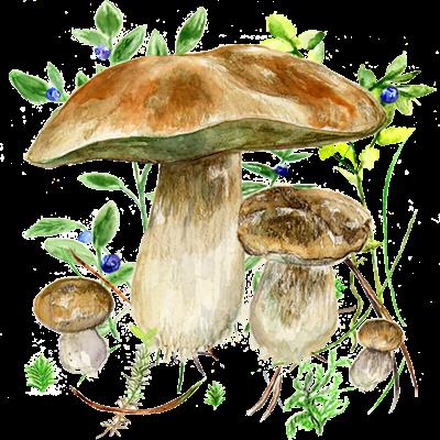Mushrooms app v41