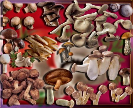 <b>Прозрачные картинки для фотошопа - Осенние грибы</b> скачать бесплатно
