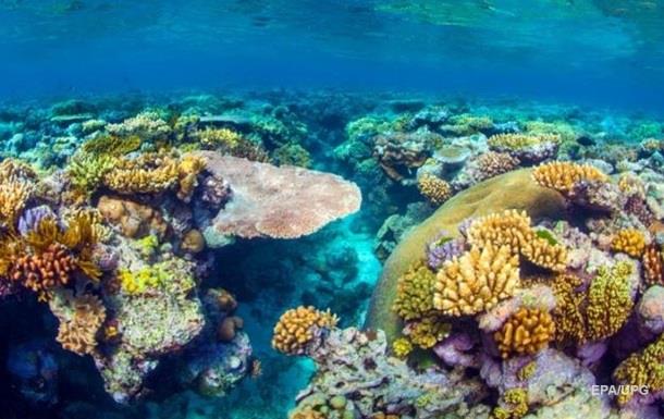 Впервые найдены "воскресшие" кораллы