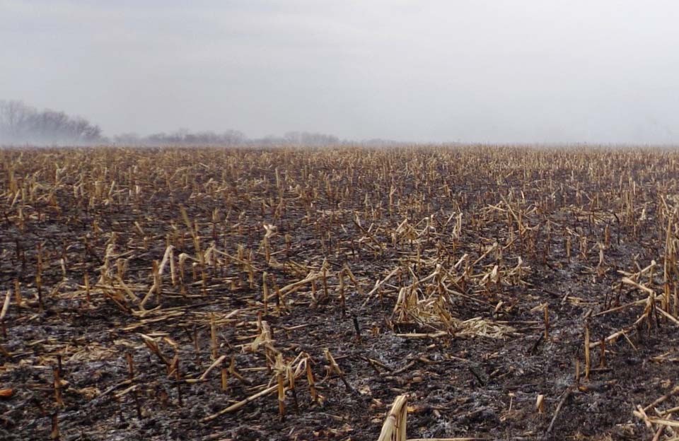 Вісті з Полтави - За добу на полях Полтавщини вигоріло 5 га кукурудзи