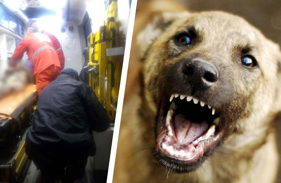 Вісті з Полтави - Полтавка, яку покусала зграя собак, померла у лікарні
