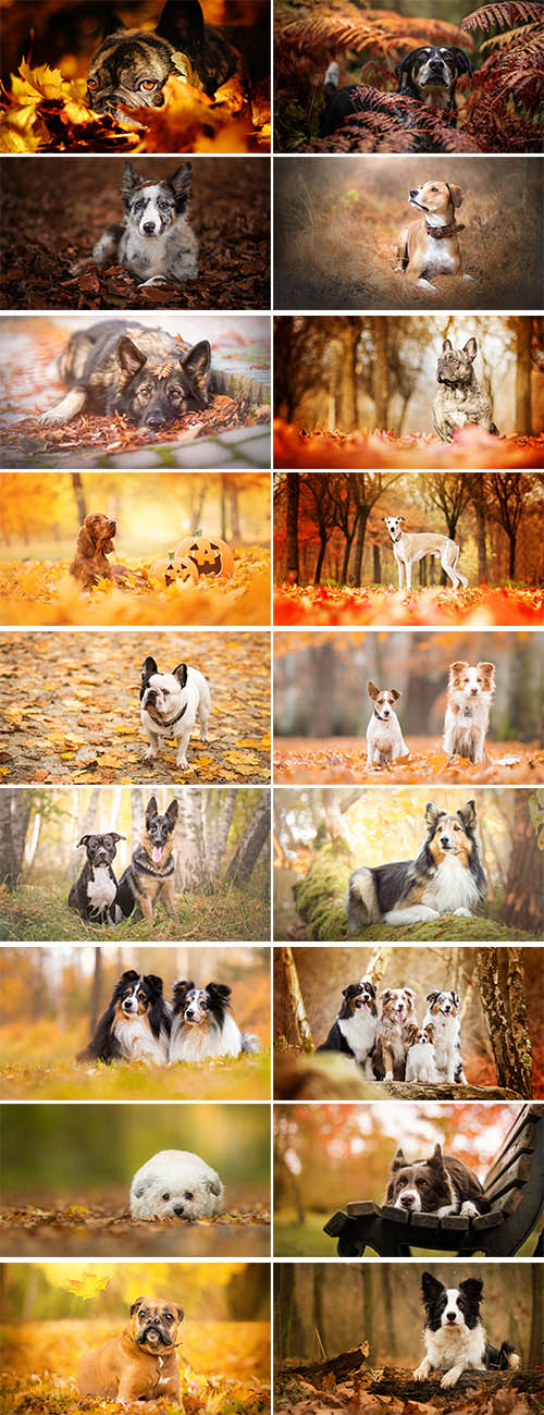 Dog Autumn Wallpapers 